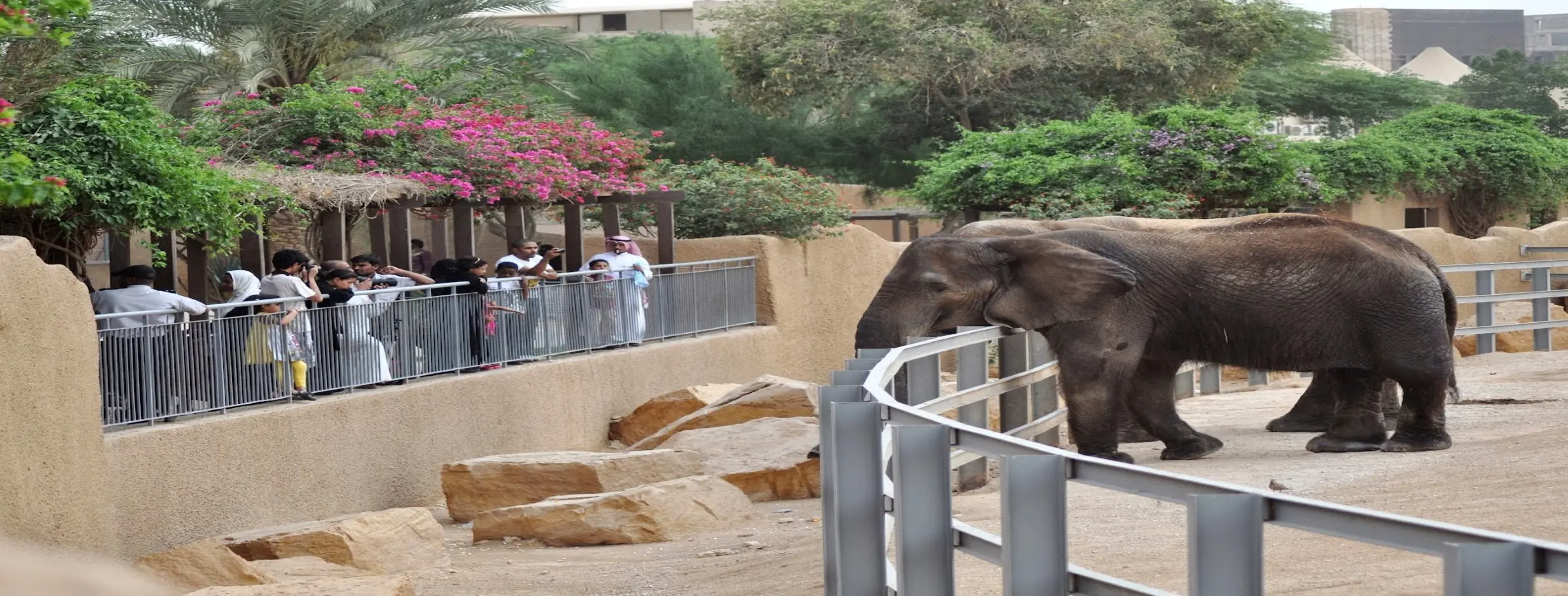 Image for Riyadh Zoo Exploration
